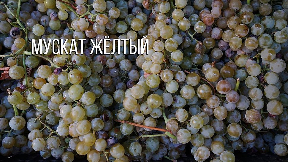 Мускат жёлтый 1