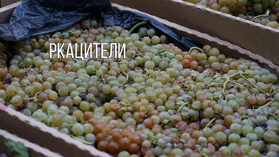 Ркацители