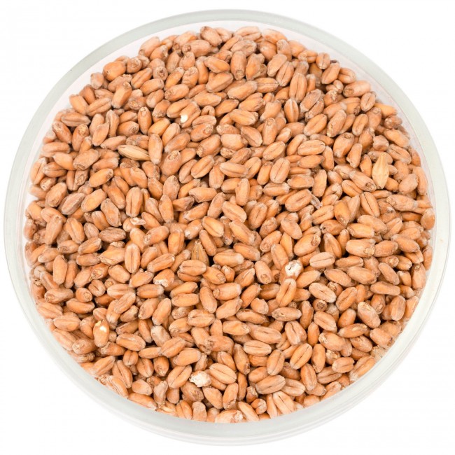 Солод Шато Вит Блан (Wheat Blanc) 5,5 EBC 