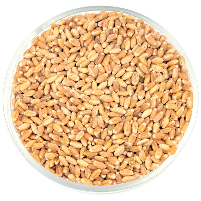 Пшеница Пшеница