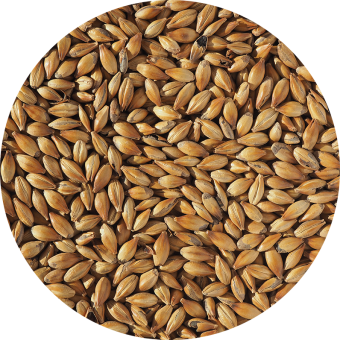 Солод Crisp Медиум Кристал (Medium Crystal) 240 EBC Солод Crisp Медиум Кристал (Medium Crystal) 240 EBC